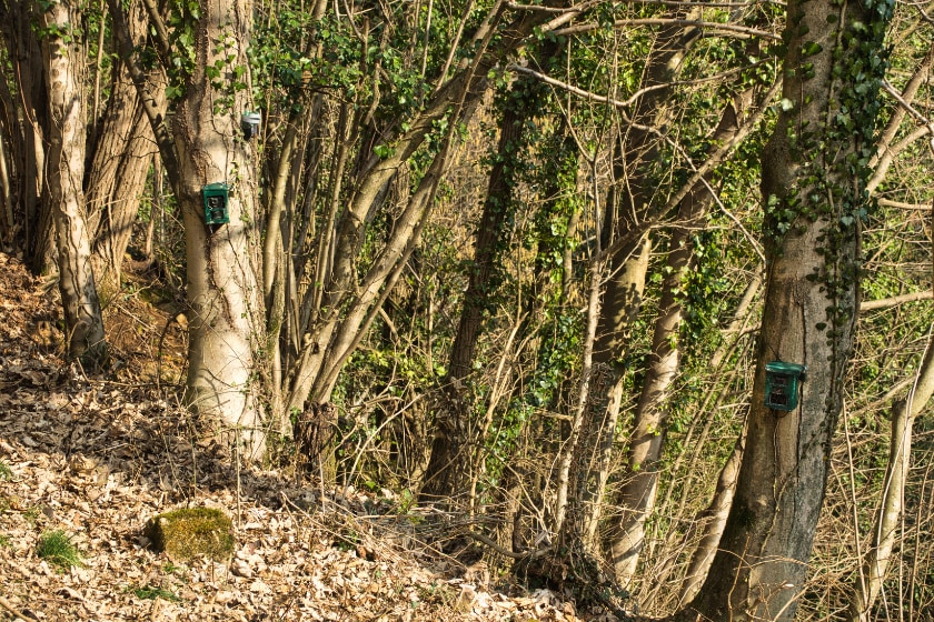 Hunting camera, green camera attached to a tree, used by hunters to spy on wild animals, capturing wildlife such as deer as they walk. Camouflage Night vision camera on a tree