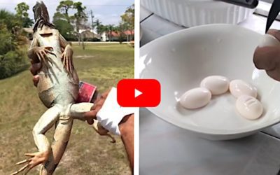 Hunter Harvest Iguana Eggs and Cooks Them Into an Omelette