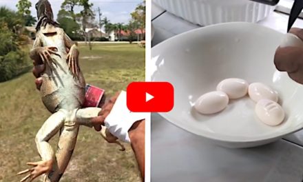 Hunter Harvest Iguana Eggs and Cooks Them Into an Omelette