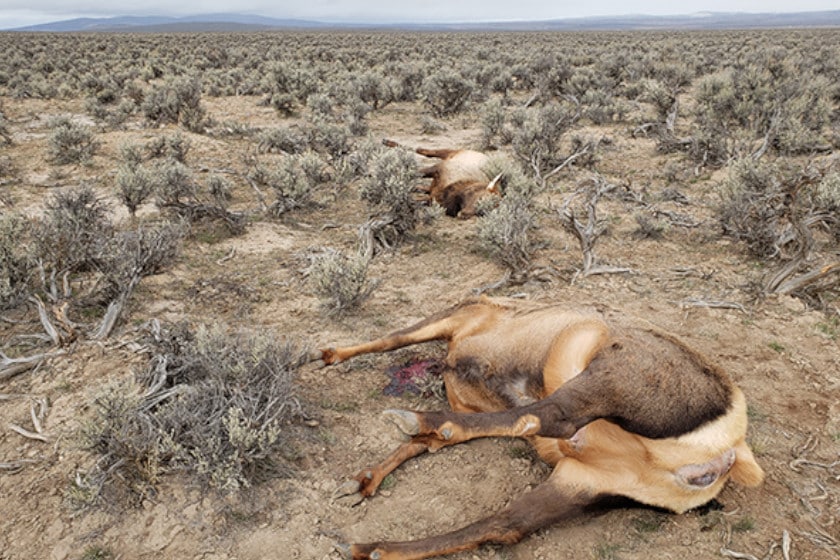 Oregon Elk Poaching Couple