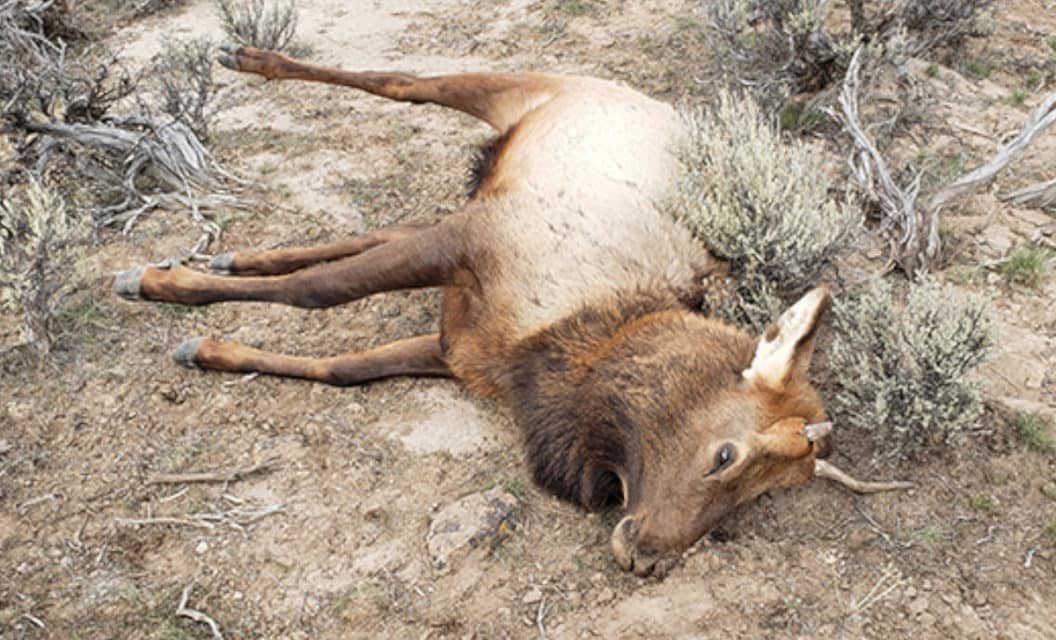 Husband and Wife Poacher Team Sentenced for Wasting 5 Elk in Oregon