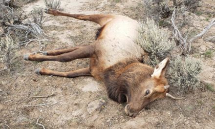 Husband and Wife Poacher Team Sentenced for Wasting 5 Elk in Oregon