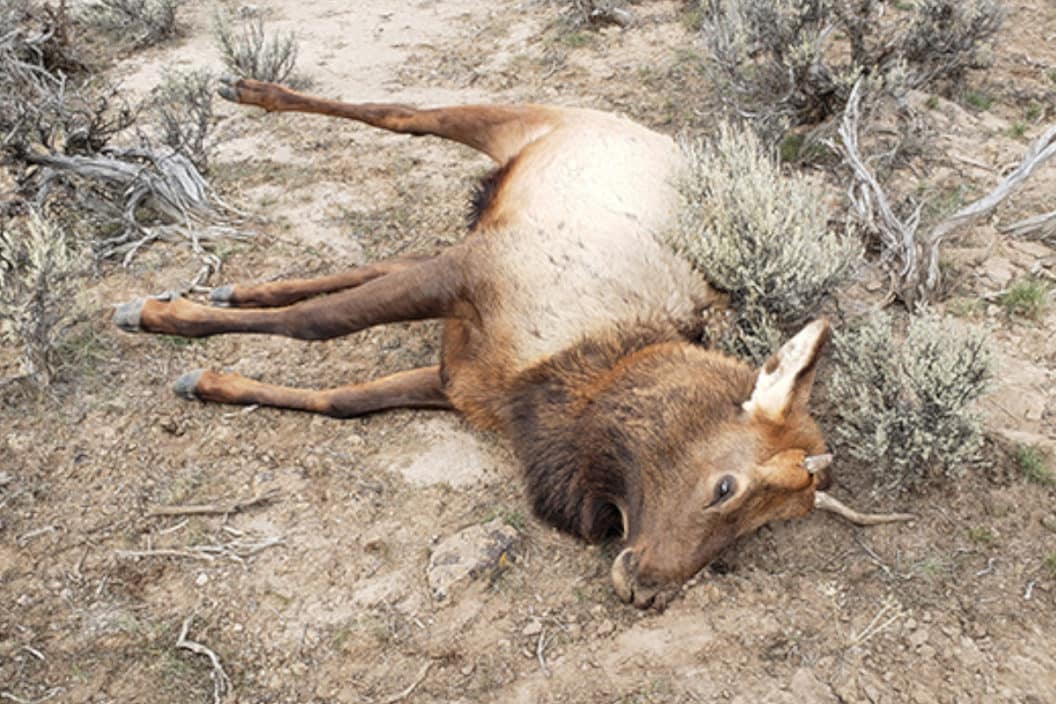 Oregon Elk Poaching Couple