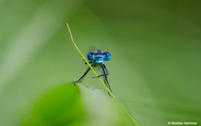 Last Frame: Forest Defender