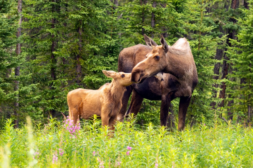 Moose Cow with Calf a the edge of the forest