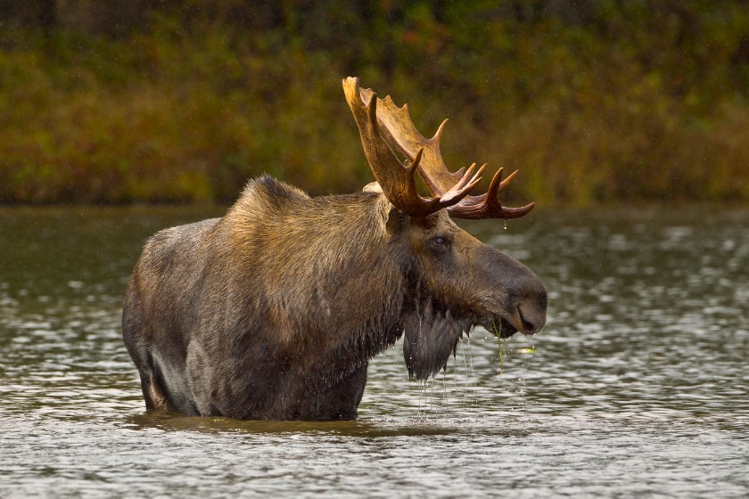 Wading For Breakfast - A bull moose wades out into a pond and eats the vegatetion from the bottom of the pond. Sandy Stream Pond, Baxter State Park, Maine.