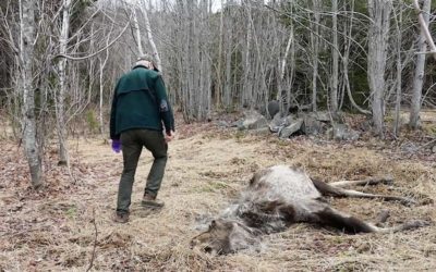 Maine Has a Ghost Moose Problem and Seemingly No Solution