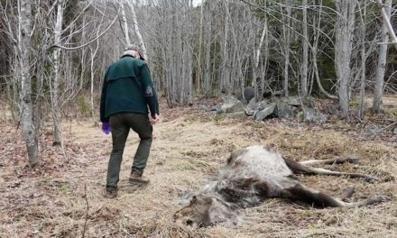 Maine Has a Ghost Moose Problem and Seemingly No Solution