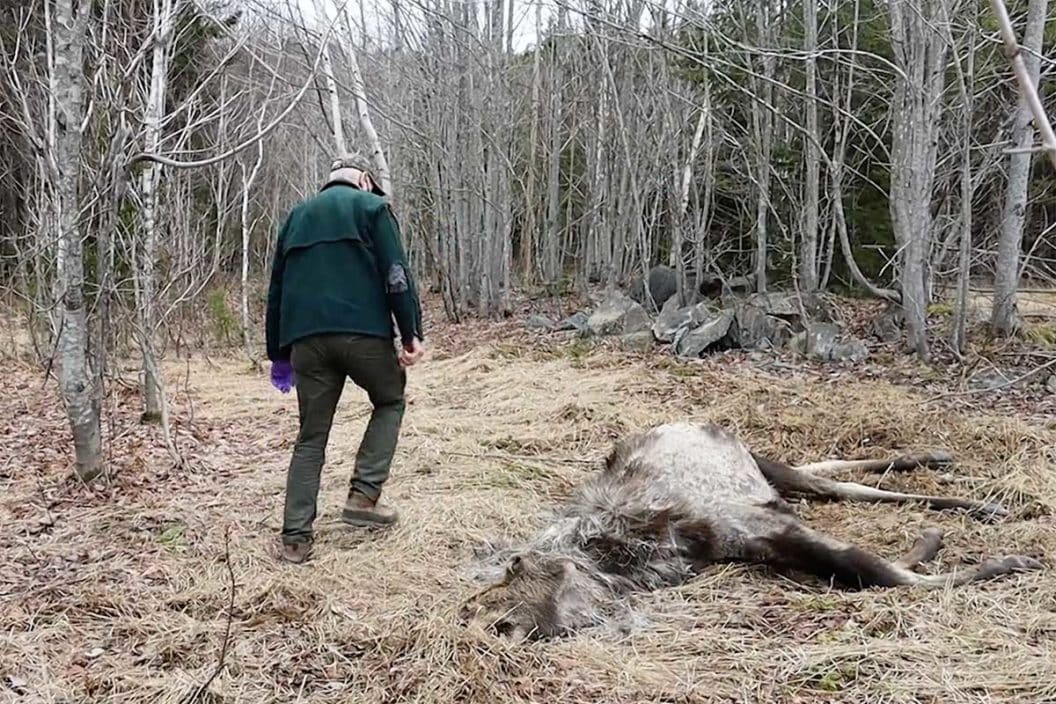 A biologist walks past a deceased moose that succumbed from tick bites.