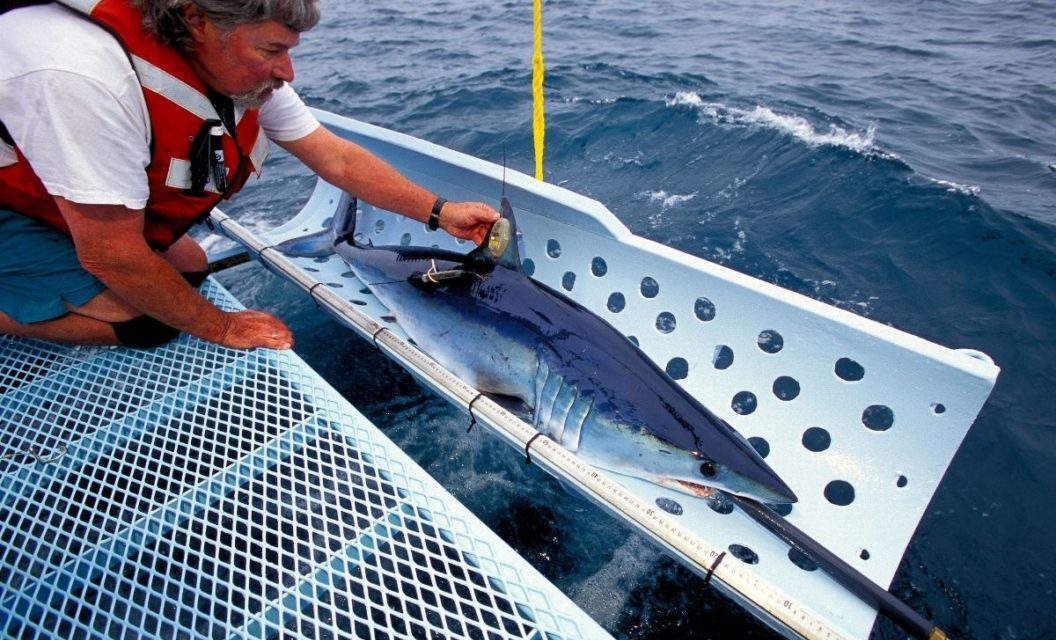 Mako Shark Fishing Banned for the Foreseeable Future