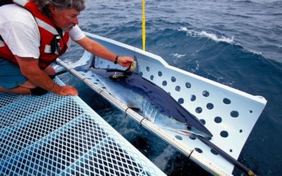 Mako Shark Fishing Banned for the Foreseeable Future
