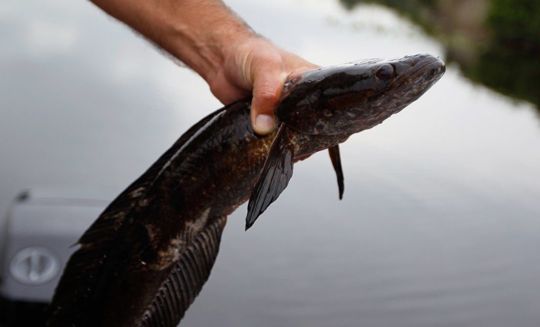 Maryland Now Paying for Reporting Tagged Snakehead Catches in Chesapeake Bay