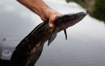 Maryland Now Paying for Reporting Tagged Snakehead Catches in Chesapeake Bay