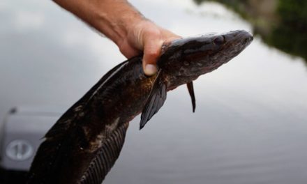 Maryland Now Paying for Reporting Tagged Snakehead Catches in Chesapeake Bay