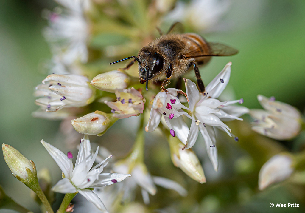 Image of a honeybee on a jade flower