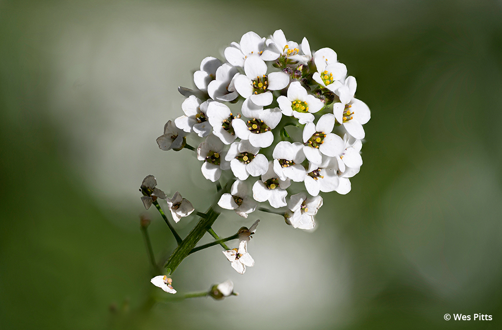 Macro photo of sweet alyssum bloom