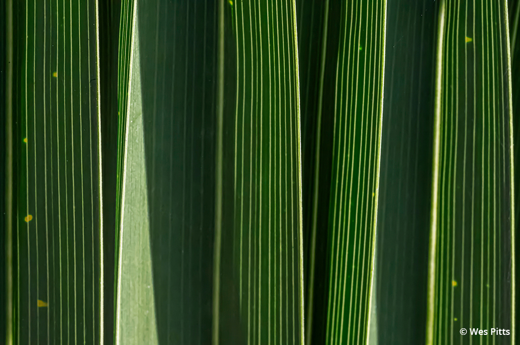 Macro detail of a Canary Island date palm leaf