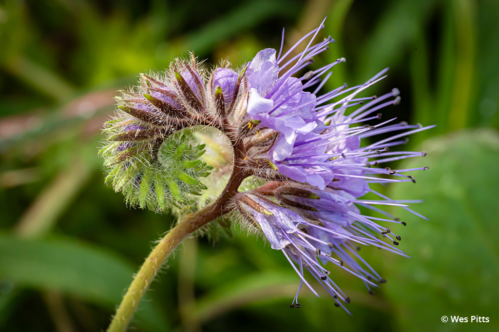 Macro photo of a fiddleneck flower taken with the NIKKOR Z MC 105mm f/2.8 VR S