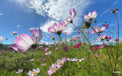 Photo Of The Day By Steve Long