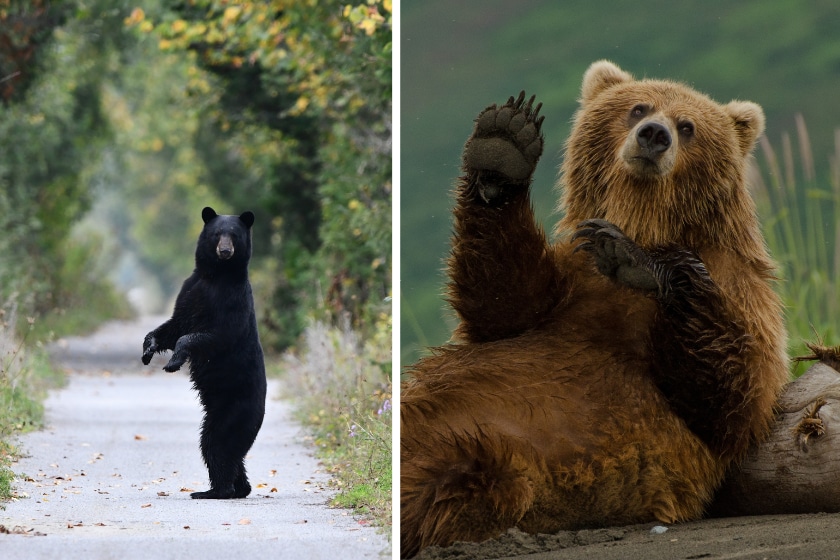 LEFT: A black bear walks onto a hiking trail and stands up on its back feet and looks at photographer before walking away. RIGHT: Female brown bear scratching her back against a log giving an impression she was waving at us.