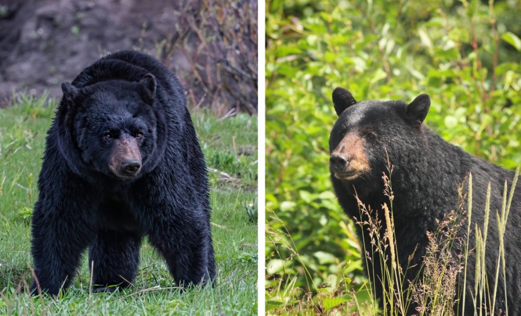 Sow or Boar? How to Identify Black and Brown Bears When Hunting