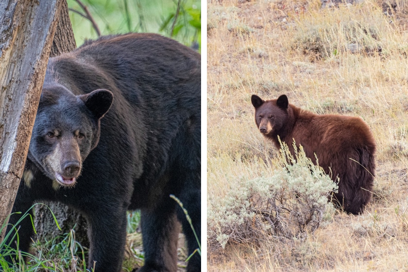 LEFT: Large Black Boar Bear in wild. RIGHT: A cinnamon-colored black bear sniffs the air in Wyoming