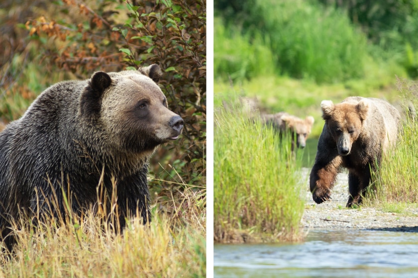 LEFT: male Grizzly Bear walking through mountain meadow. RIGHT: Big female grizzly bear, sow Alaskan Brown Bear, Ursus arctos, walking up a river towards the camera with her two yearling cubs