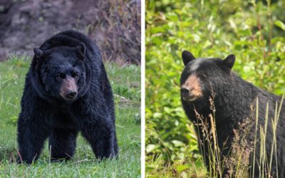 Sow or Boar? How to Identify Black and Brown Bears When Hunting