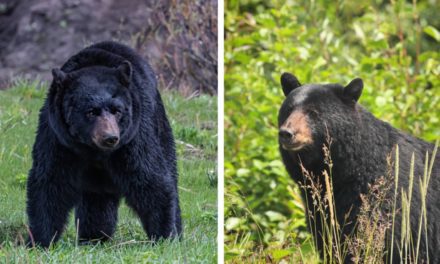 Sow or Boar? How to Identify Black and Brown Bears When Hunting