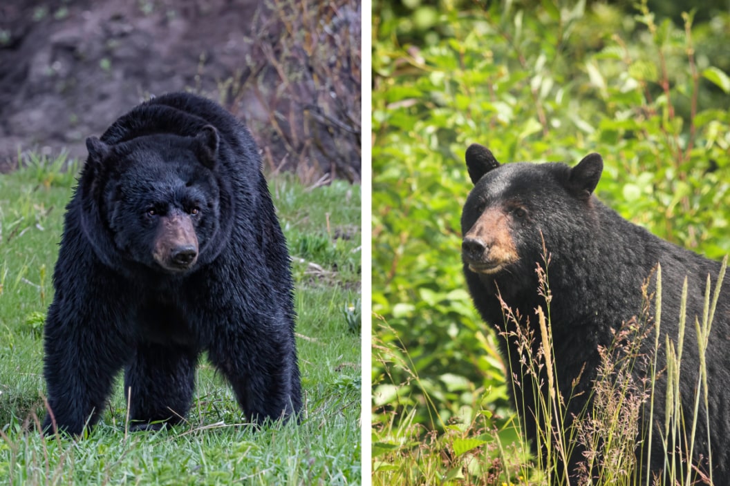 LEFT: The American black bear (Ursus americanus) is a medium-sized bear native to North America and found in Yellowstone National Park. A male bear. RIGHT: A large female black bear sow - Ursus americanus - stands in profile with her head turned not quite directly toward the camera. She is a huge healthy specimen with a brilliant coat partially veiled by tall grass stalks. Vertical composition, close up, the bear occupying the bottom two thirds of the frame surrounded by leafy green vegetation.