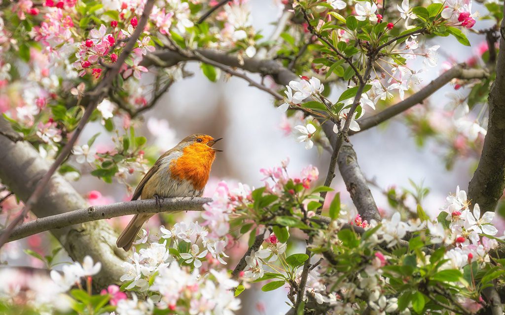 Spring In Bloom Assignment Winner Marti Phillips