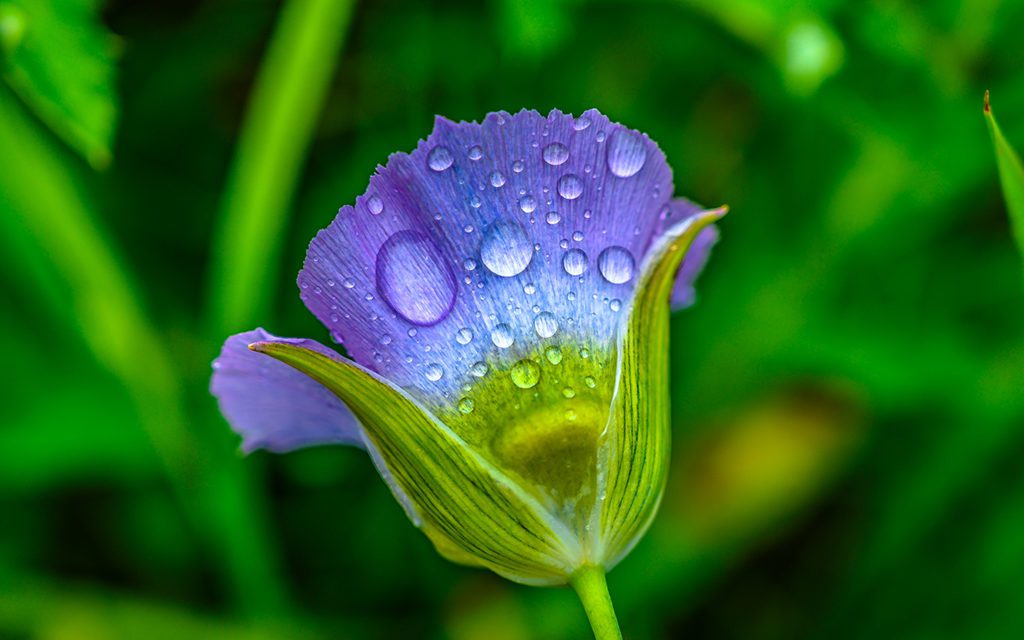 Spring Showers Assignment Winner Jeremy Janus