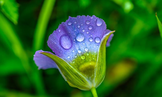 Spring Showers Assignment Winner Jeremy Janus