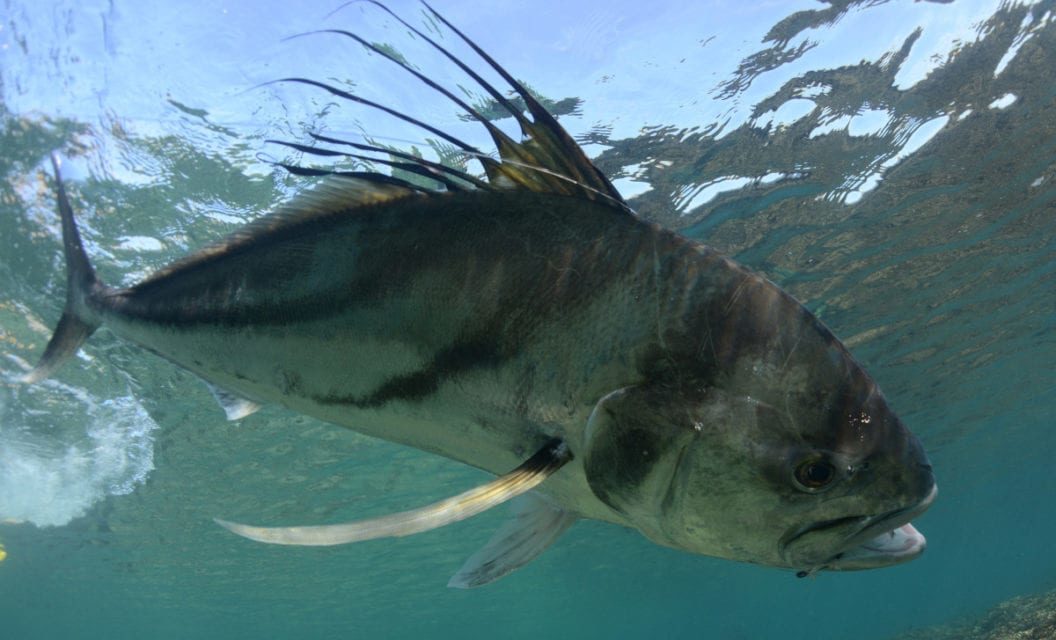 The Iconic Roosterfish Should Be on Every Angler’s Bucket List