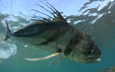 The Iconic Roosterfish Should Be on Every Angler’s Bucket List
