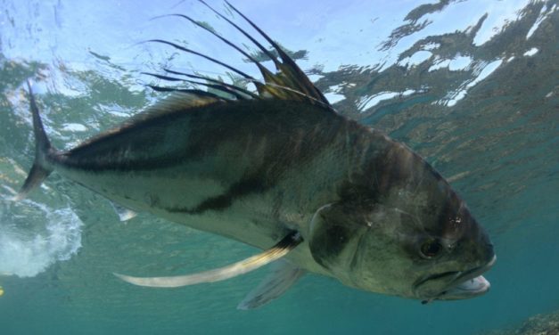 The Iconic Roosterfish Should Be on Every Angler’s Bucket List