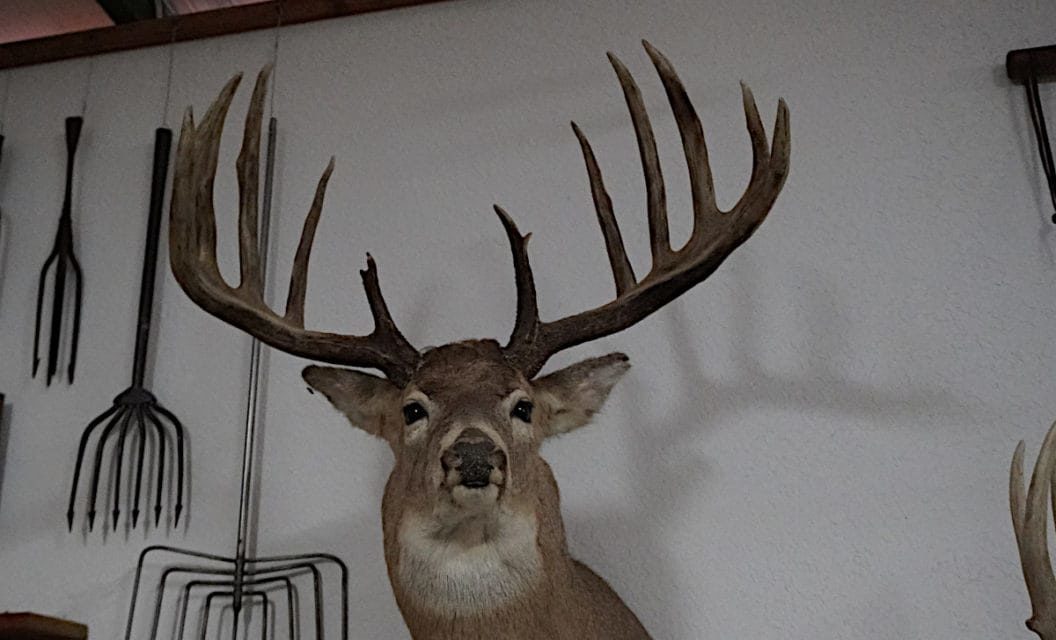 The Mel Johnson Buck: The Archery World Record That Has Stood for 50+ Years and Counting