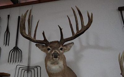 The Mel Johnson Buck: The Archery World Record That Has Stood for 50+ Years and Counting