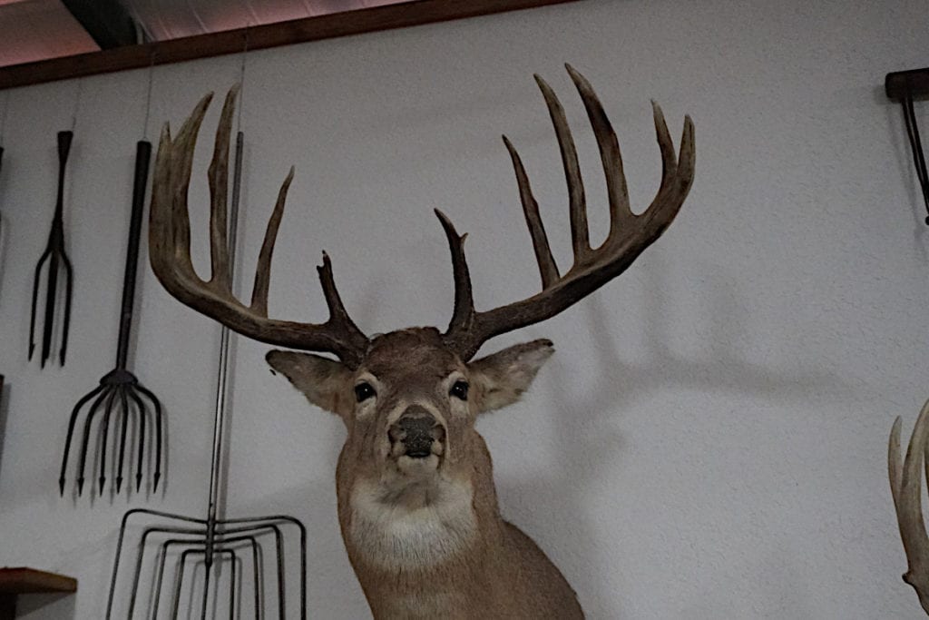 The Mel Johnson Buck The Archery World Record That Has Stood for 50