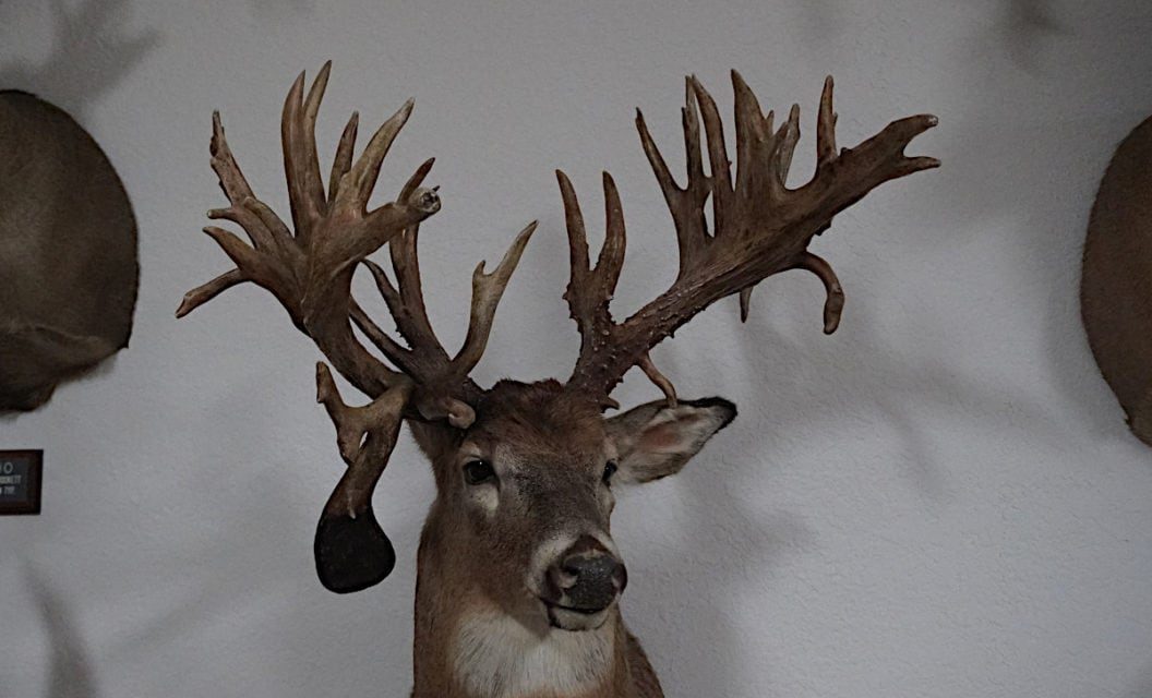 The Mitch Vakoch Buck is Still Minnesota’s Non-Typical Whitetail Record