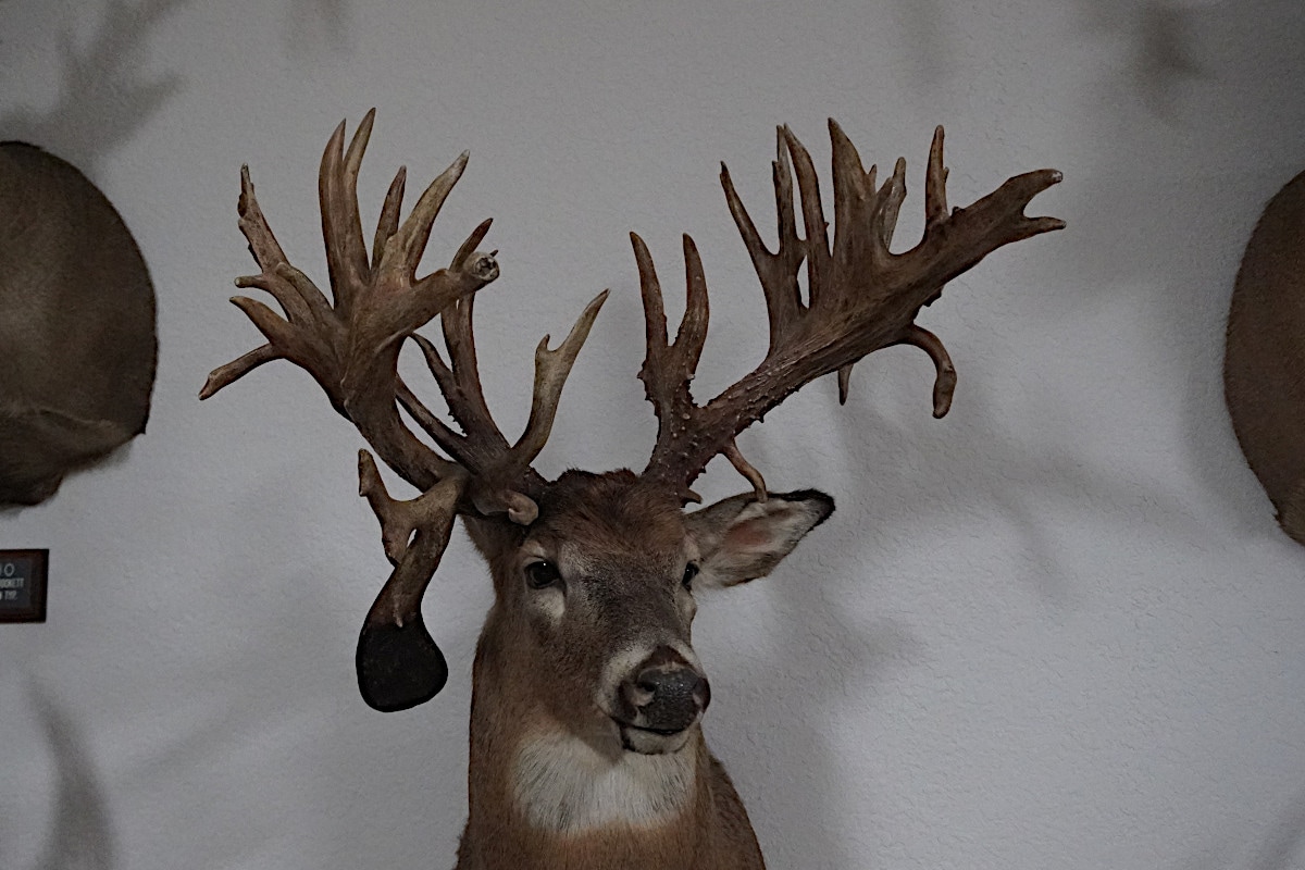the-mitch-vakoch-buck-is-still-minnesota-s-non-typical-whitetail-record