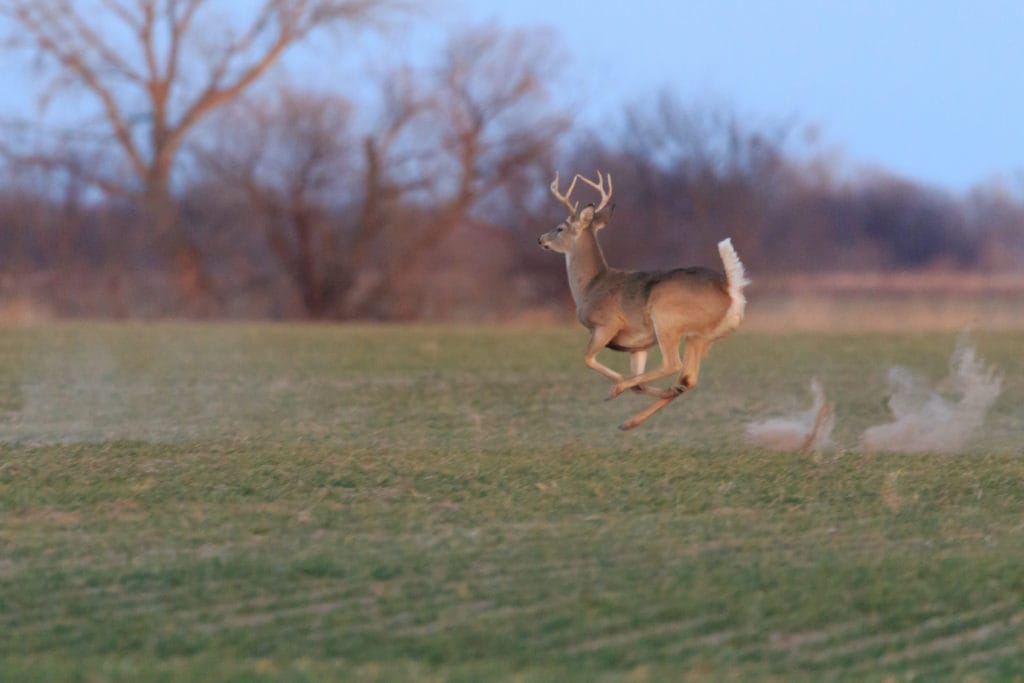 A Male Whitetail Deer runs across a field along a back road in Oklahoma.