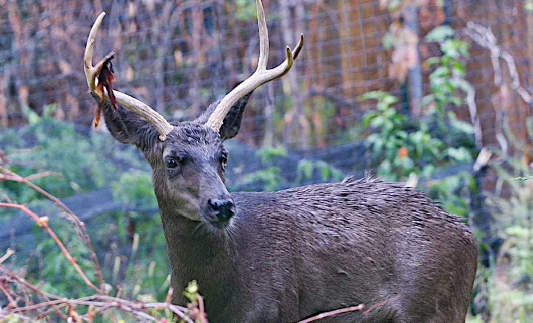 The Rarest Deer Color Phase Might Be Melanistic