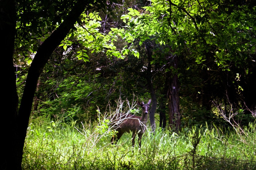 Melanistic Deer