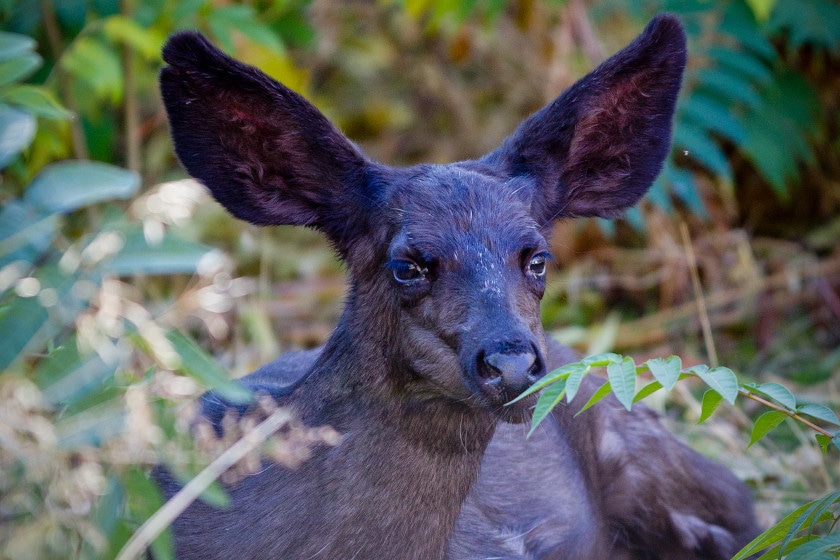 Melanistic Deer