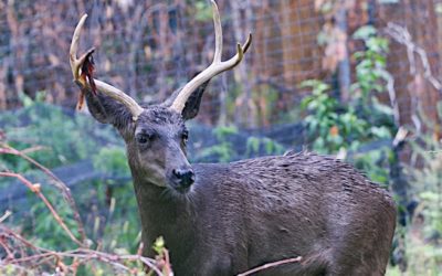 The Rarest Deer Color Phase Might Be Melanistic