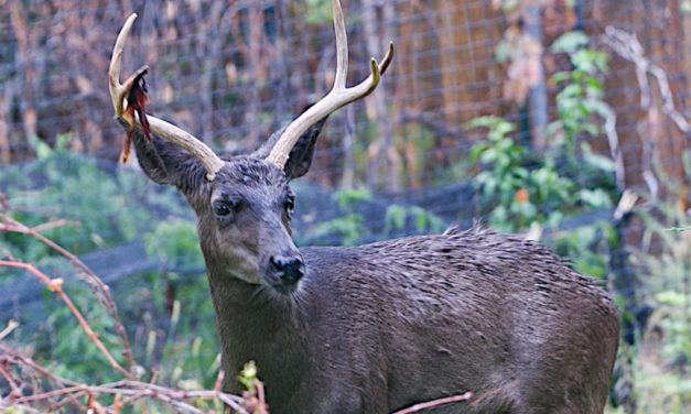 The Rarest Deer Color Phase Might Be Melanistic