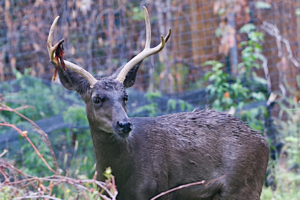 The Rarest Deer Color Phase Might Be Melanistic Outdoor Enthusiast
