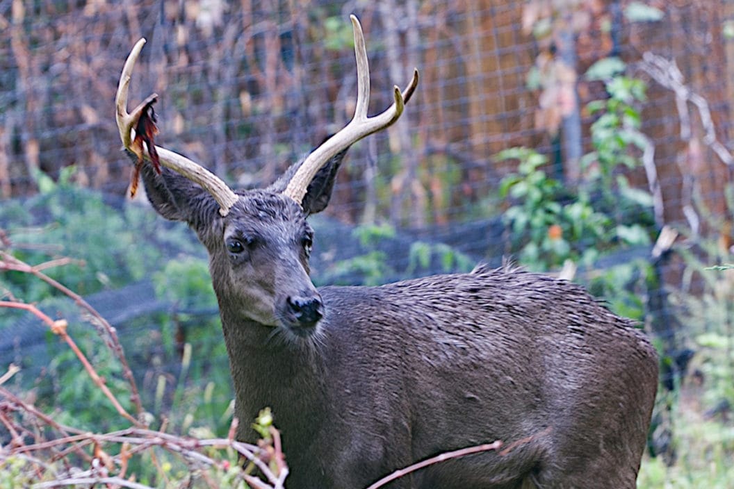 Melanistic Deer