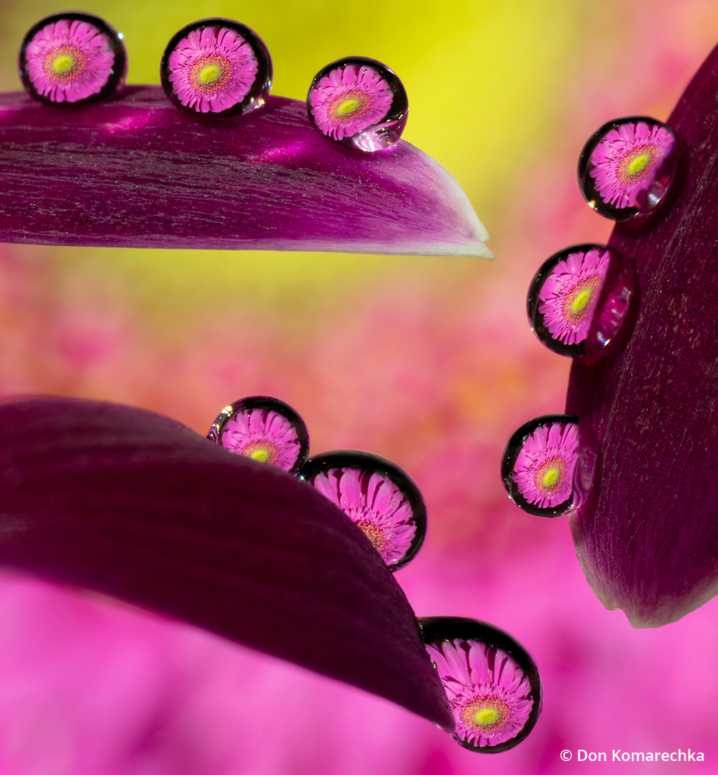 Photo of water droplets reflecting a gerbera daisy